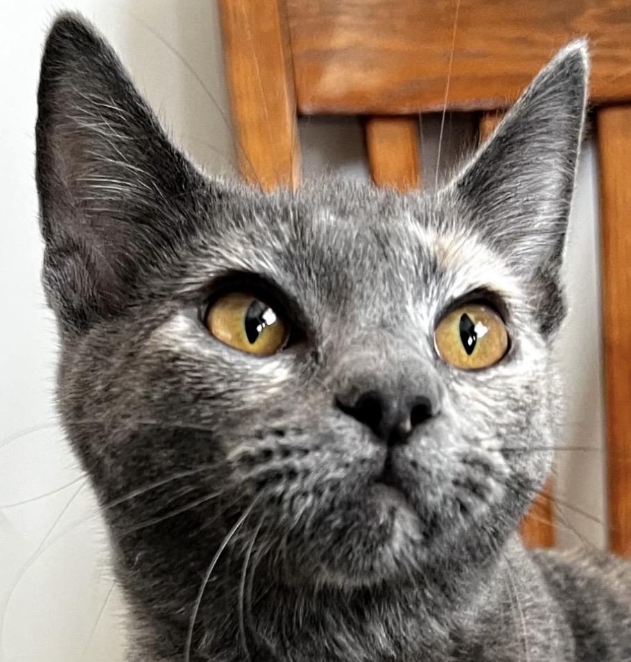 Enlarge Poppy, a ADOPTABLE Domestic Short Hair in Independence, MO image 1/4
