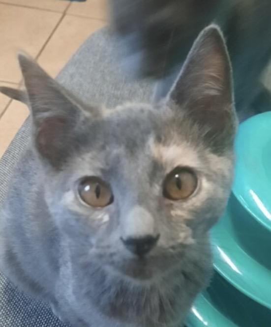 Poppy, ADOPTABLE, Kitten Female Domestic Short Hair.