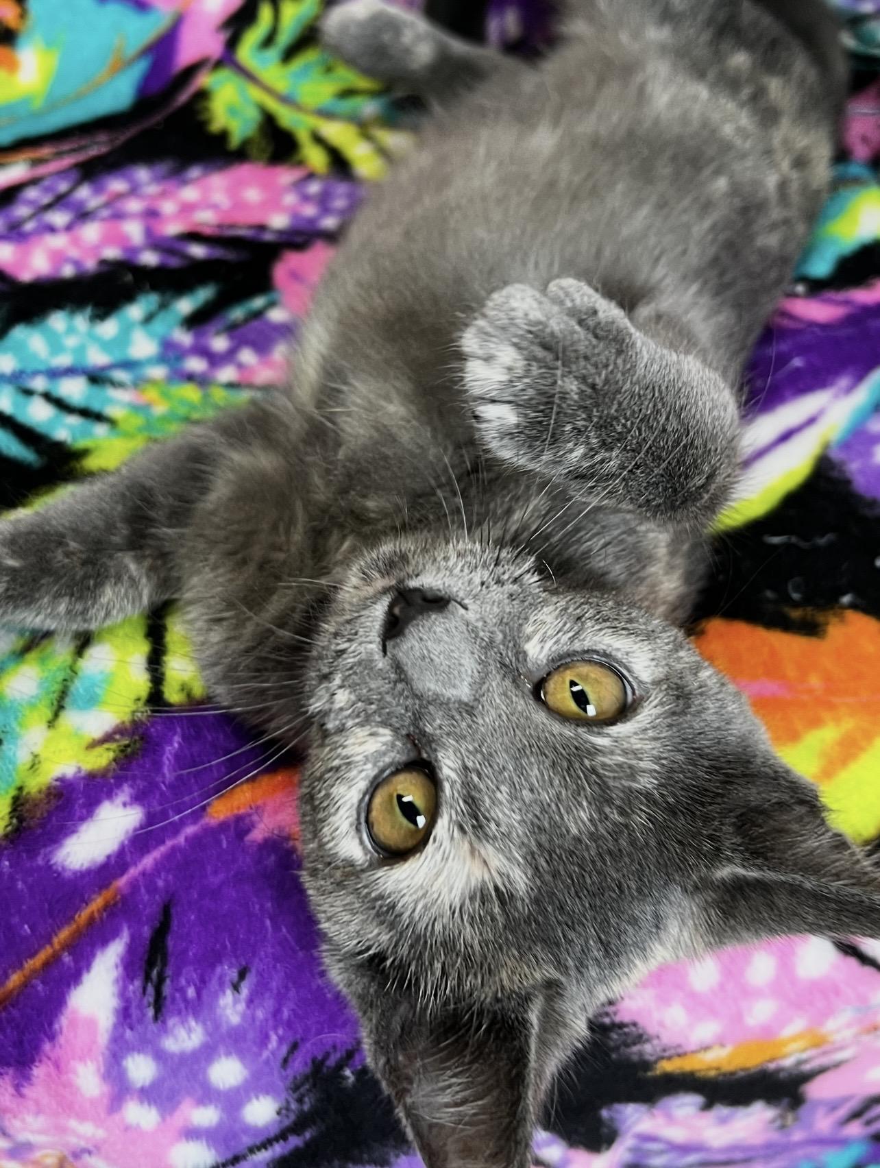 Enlarge Poppy, a ADOPTABLE Domestic Short Hair in Independence, MO image 4/4
