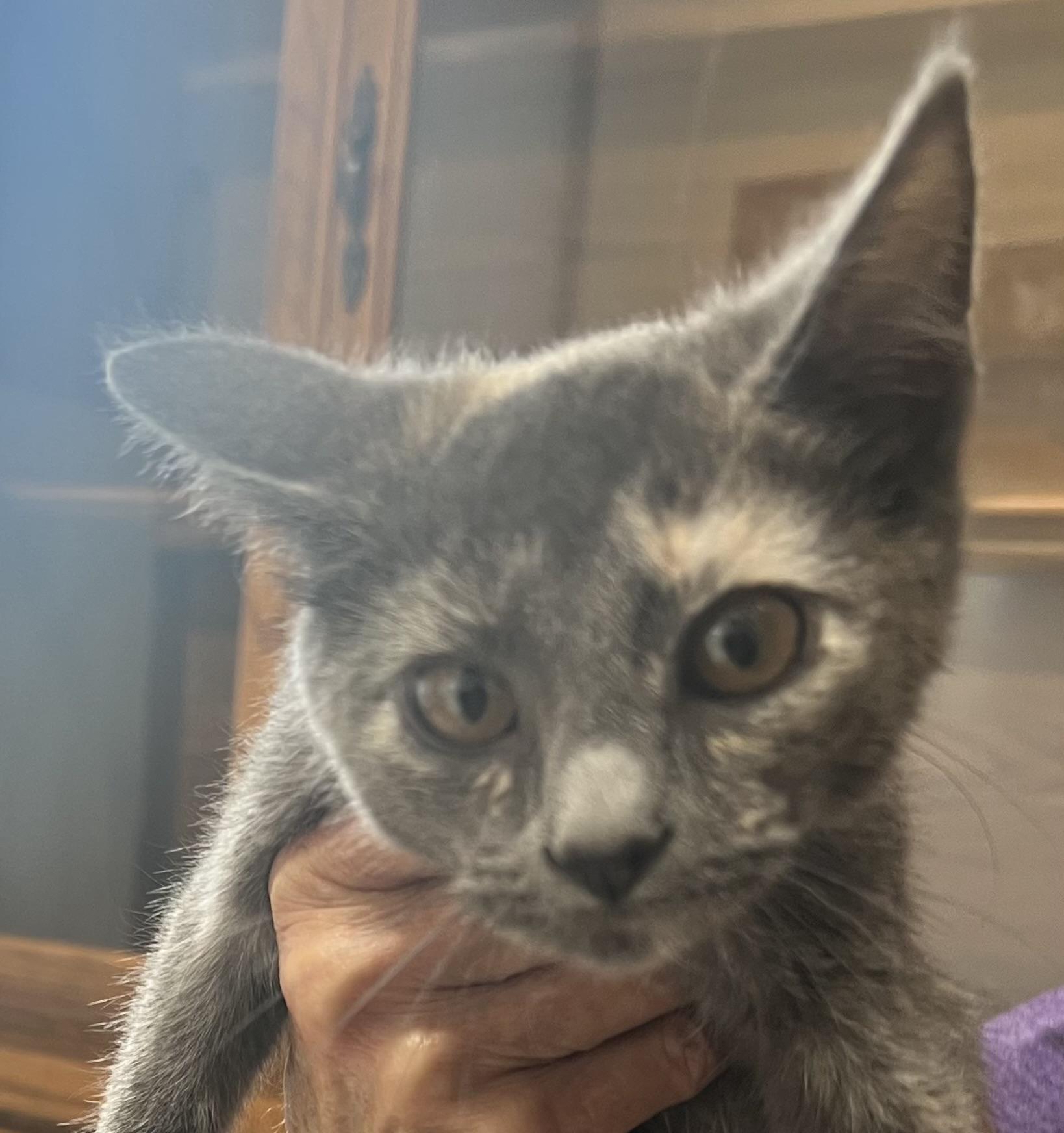 Enlarge Poppy, a ADOPTABLE Domestic Short Hair in Independence, MO image 2/4