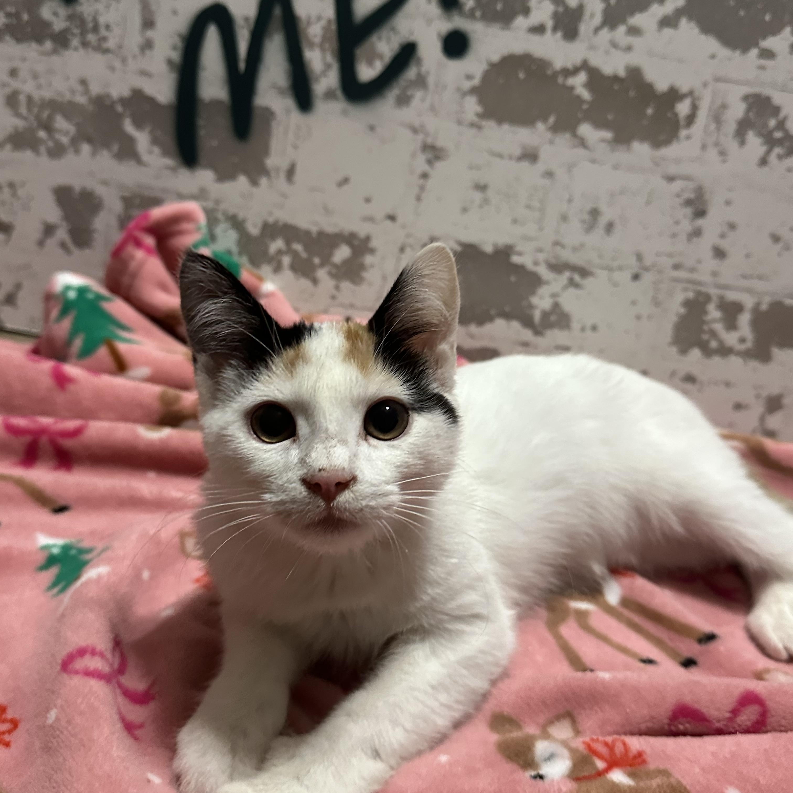 Macie, ADOPTABLE, Kitten Female Domestic Short Hair.