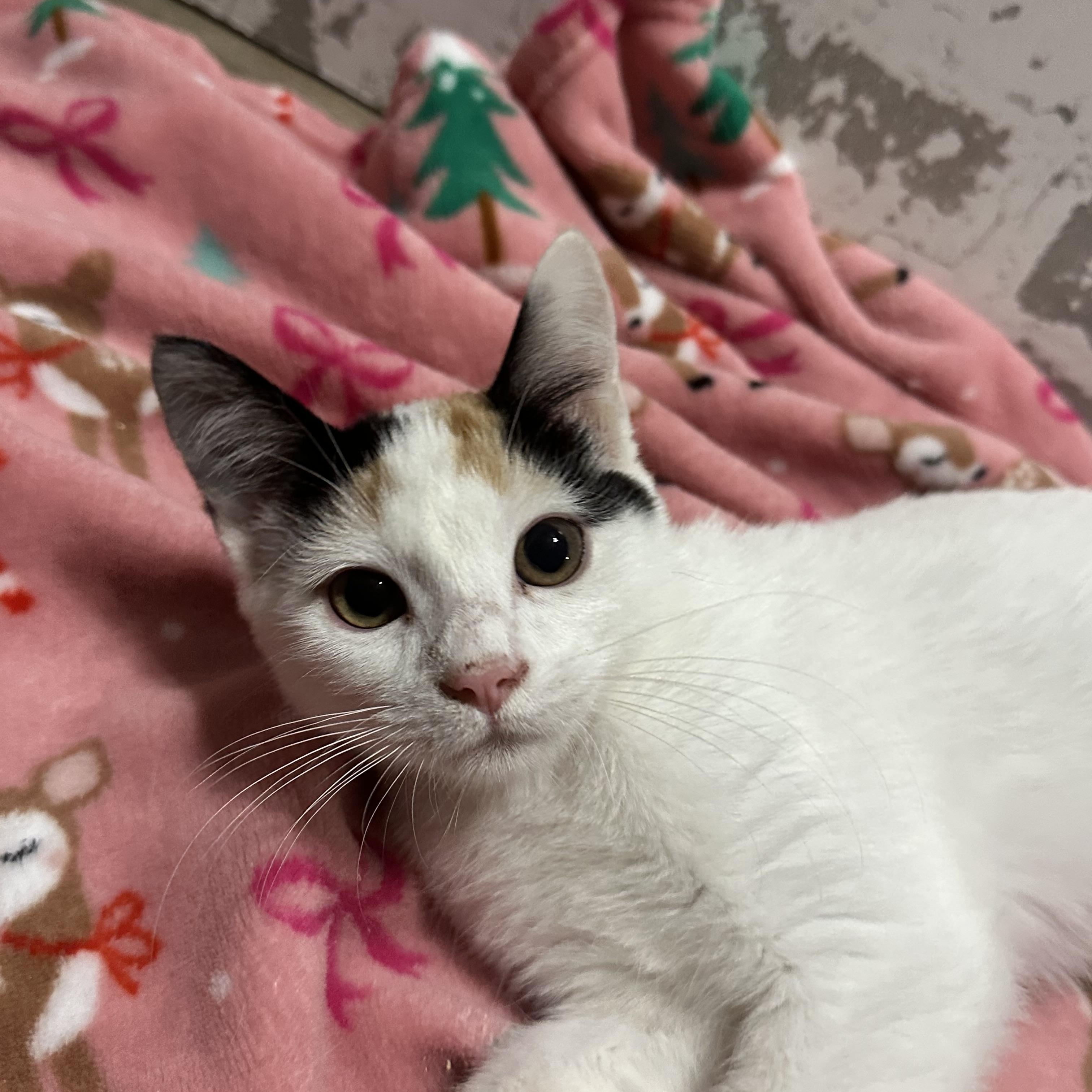 Enlarge Macie, a ADOPTABLE Domestic Short Hair in queen creek, AZ image 2/2