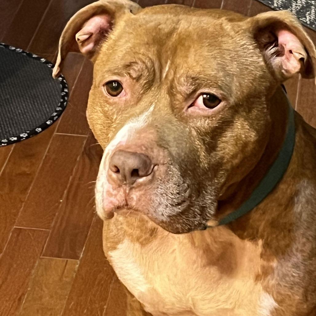 Coco Ross D10242 — thumbnail 2