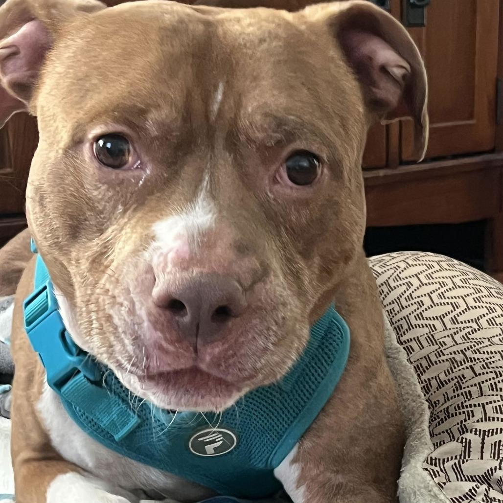 Coco Ross D10242 — thumbnail 3