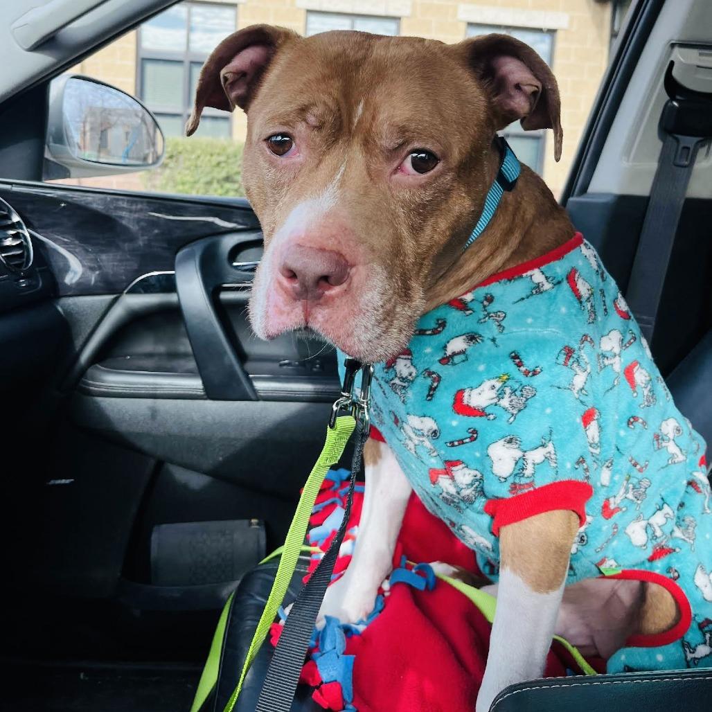 Coco Ross D10242 — thumbnail 5