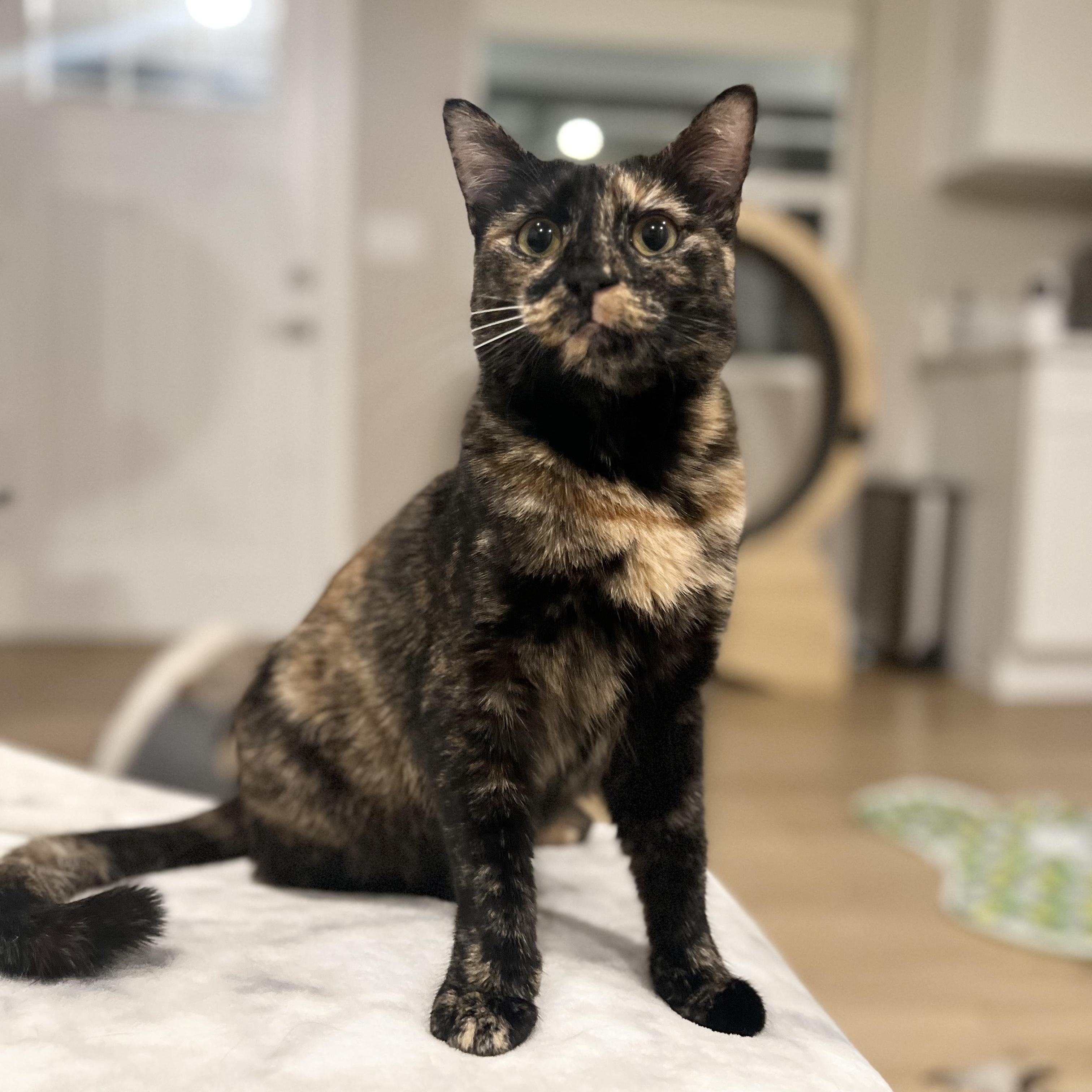 Pru (bonded with brother Harry)