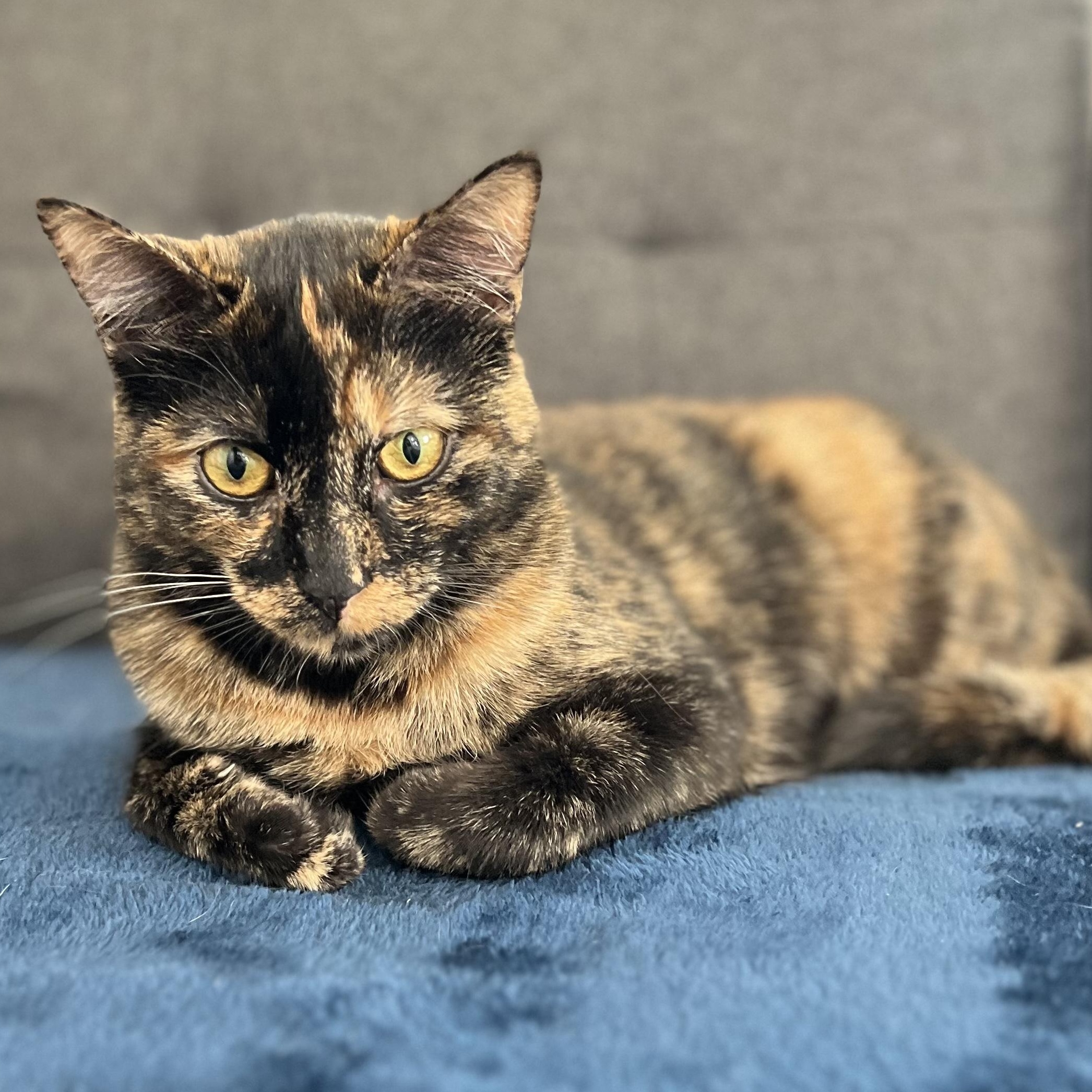 Pru (bonded with brother Harry)