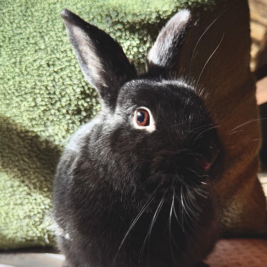 Lira, Adoptable, Young Female American & Beveren.