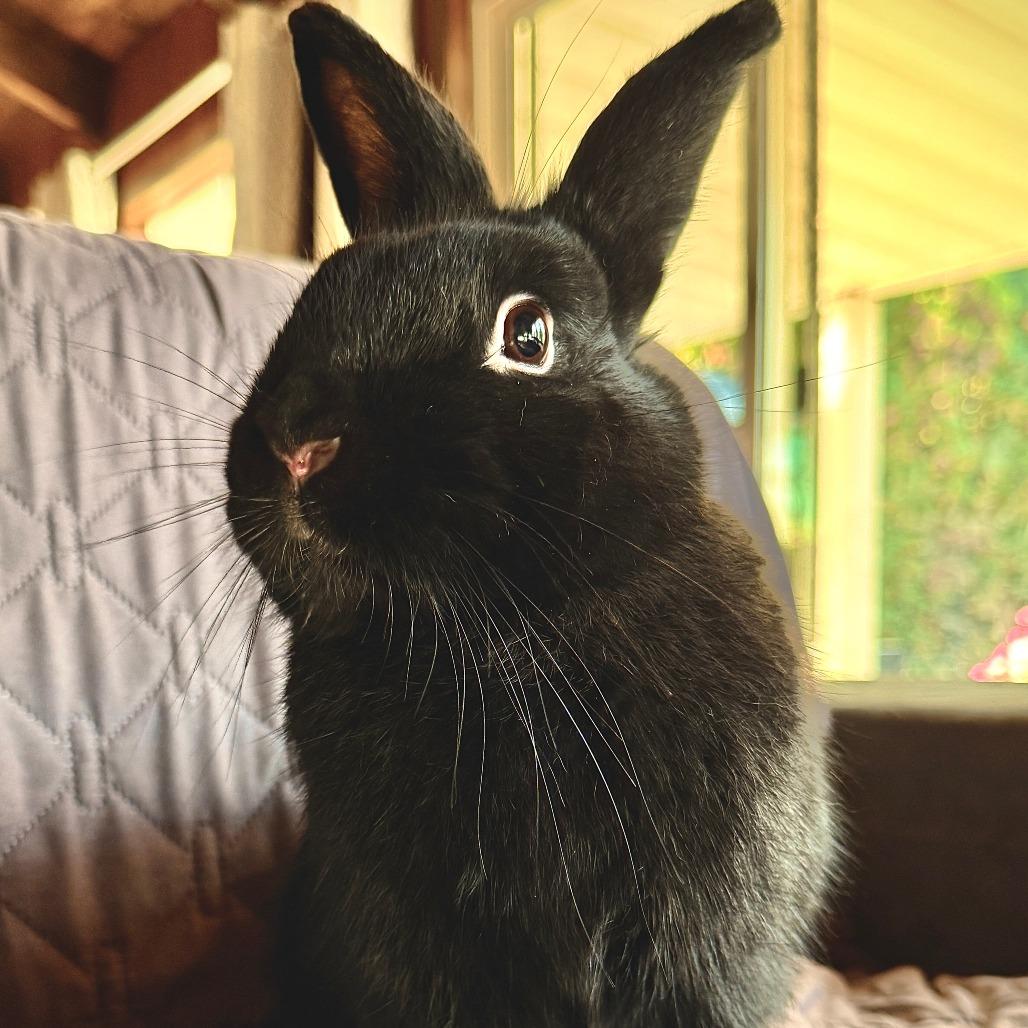 Enlarge Lira, a Adoptable mixed breed in Portland, OR image 2/2