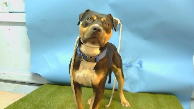 Enlarge TIRAMISU, a Adoptable mixed breed in Gardena, CA image 1/1