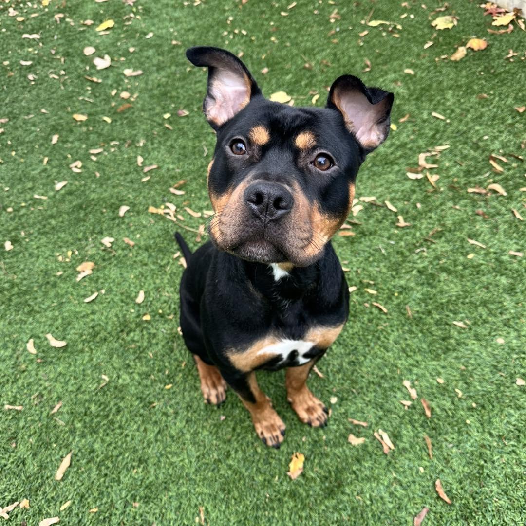 Enlarge Bert, a Adoptable Mixed Breed in Berlin, NJ image 1/1