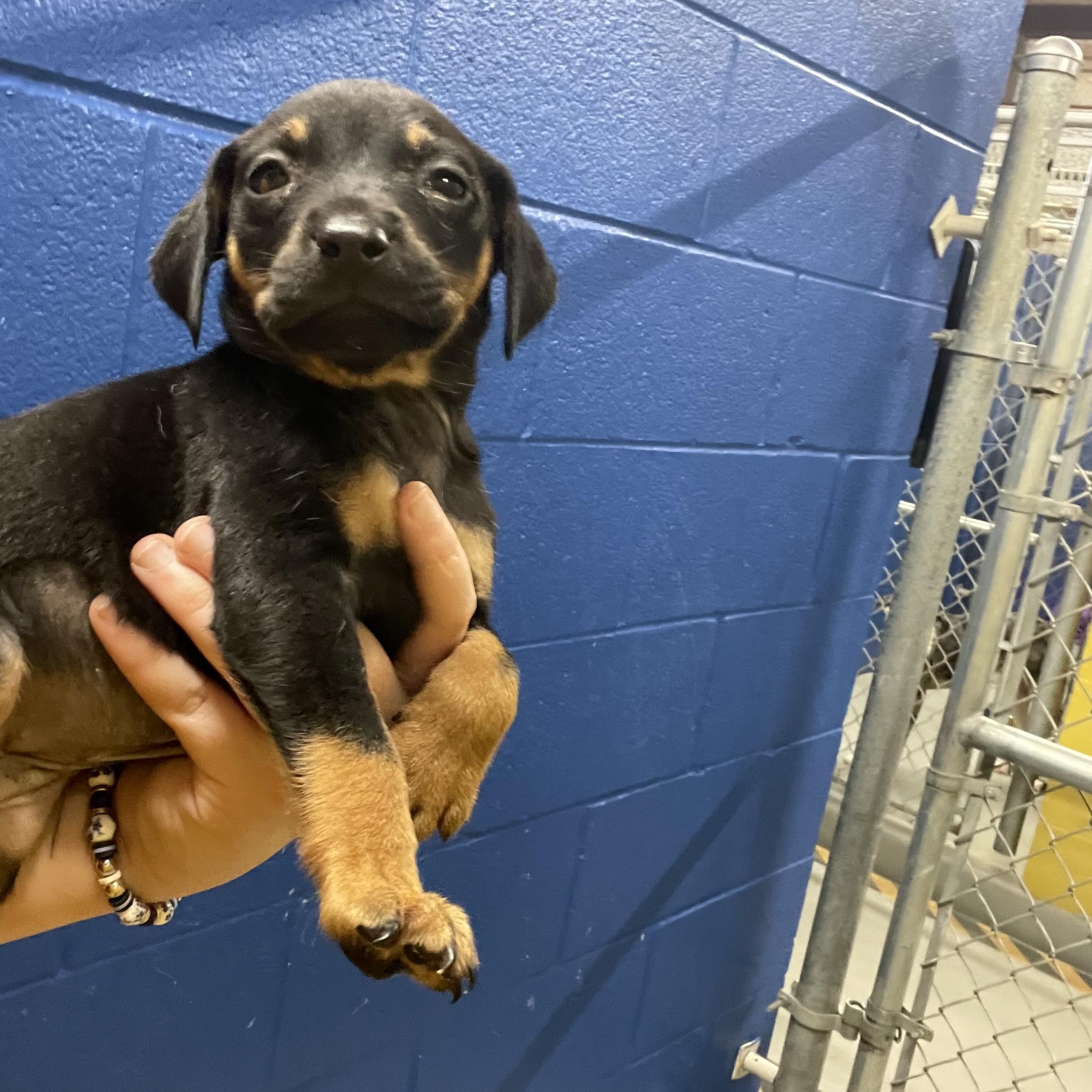 Ursula, Adoptable, Puppy Female Miniature Pinscher & Dachshund.