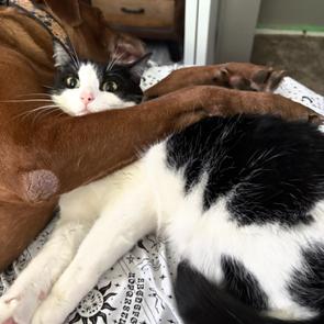 Enlarge Bellatrix Courtesy Listed, a ADOPTABLE Domestic Short Hair in Midland, MI image 5/6