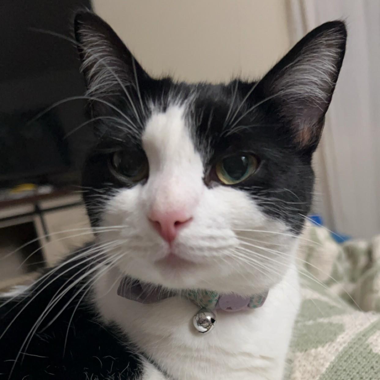 Enlarge Bellatrix Courtesy Listed, a ADOPTABLE Domestic Short Hair in Midland, MI image 1/6