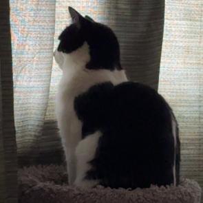 Enlarge Bellatrix Courtesy Listed, a ADOPTABLE Domestic Short Hair in Midland, MI image 3/6