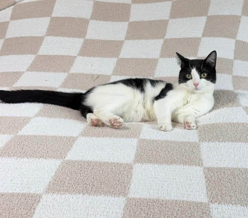 Enlarge Bellatrix Courtesy Listed, a ADOPTABLE Domestic Short Hair in Midland, MI image 2/6