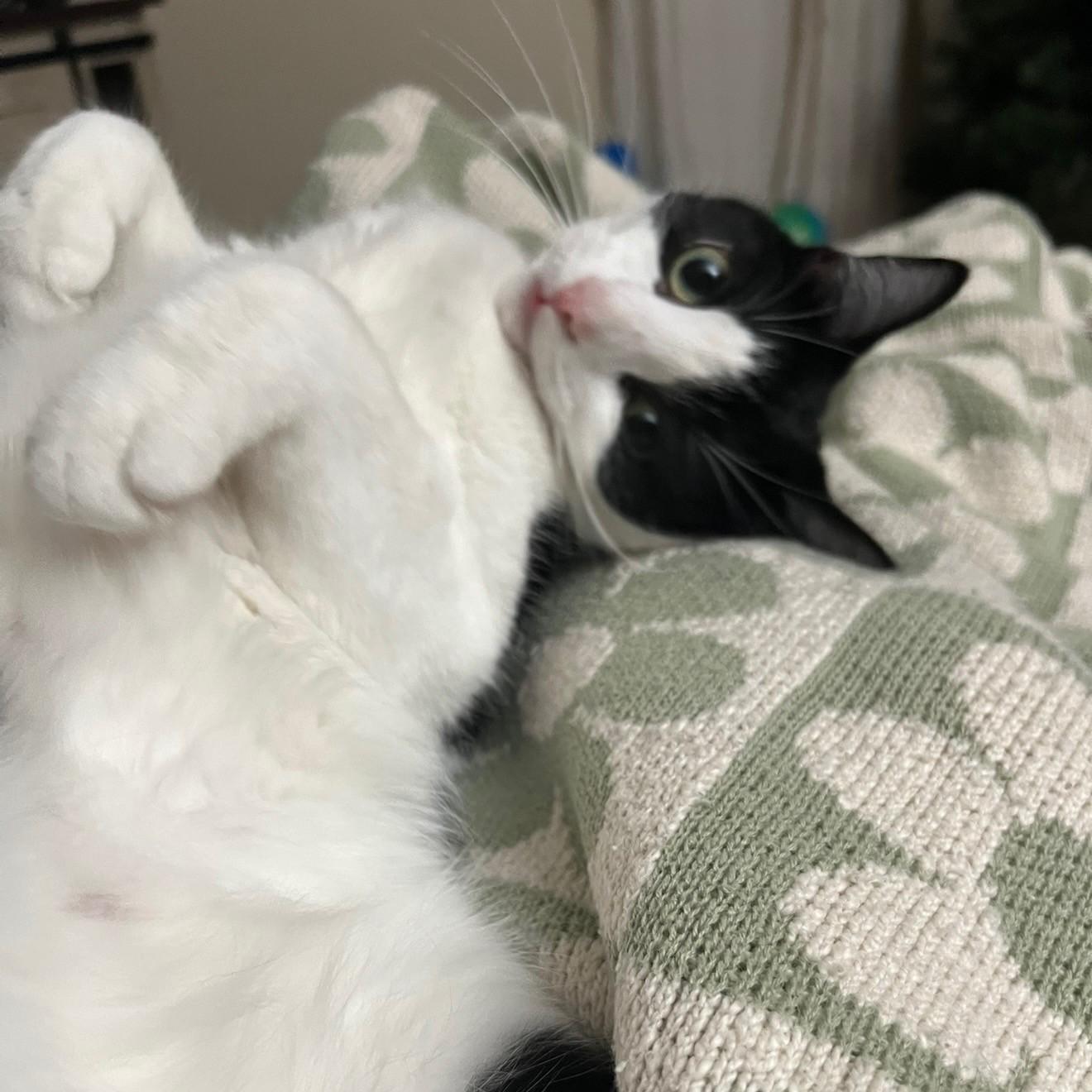 Enlarge Bellatrix Courtesy Listed, a ADOPTABLE Domestic Short Hair in Midland, MI image 4/6