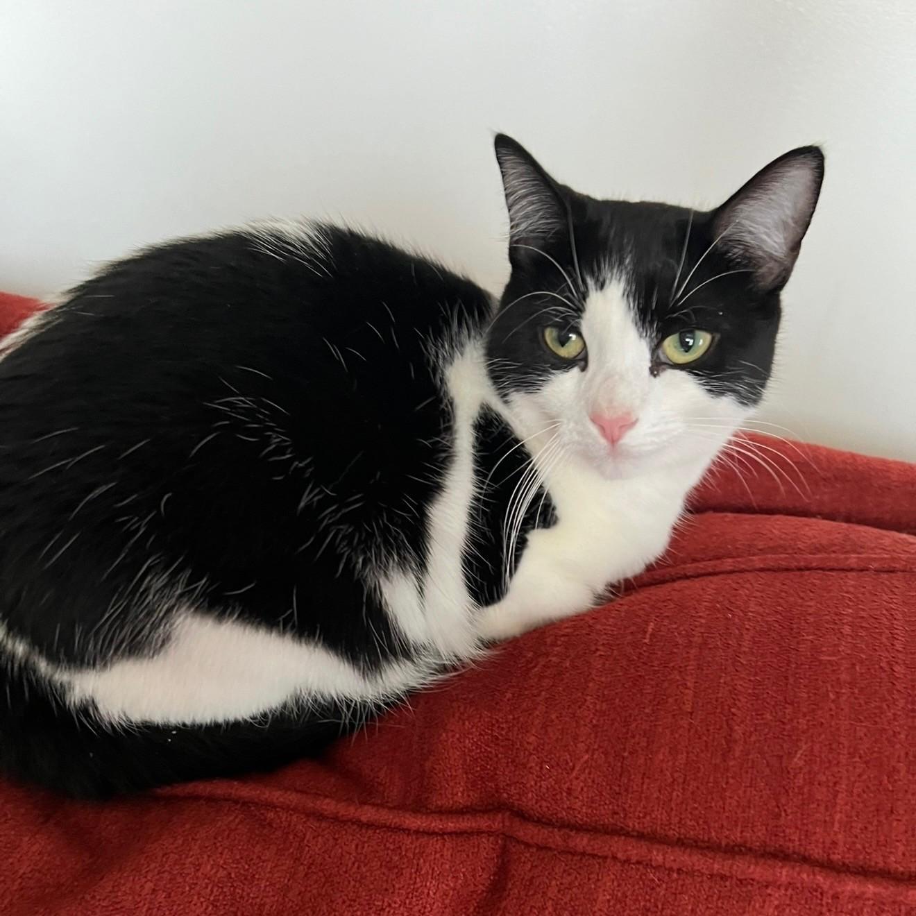 Enlarge Bellatrix Courtesy Listed, a ADOPTABLE Domestic Short Hair in Midland, MI image 6/6