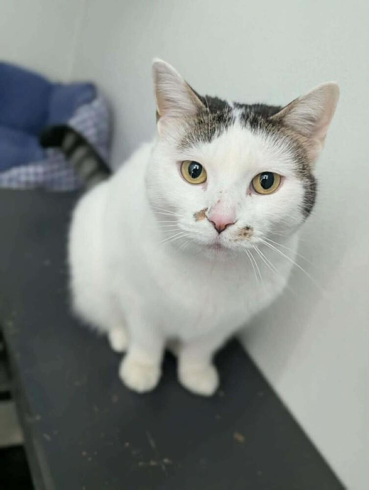 Vanilla, Adoptable, Adult Female Domestic Short Hair.