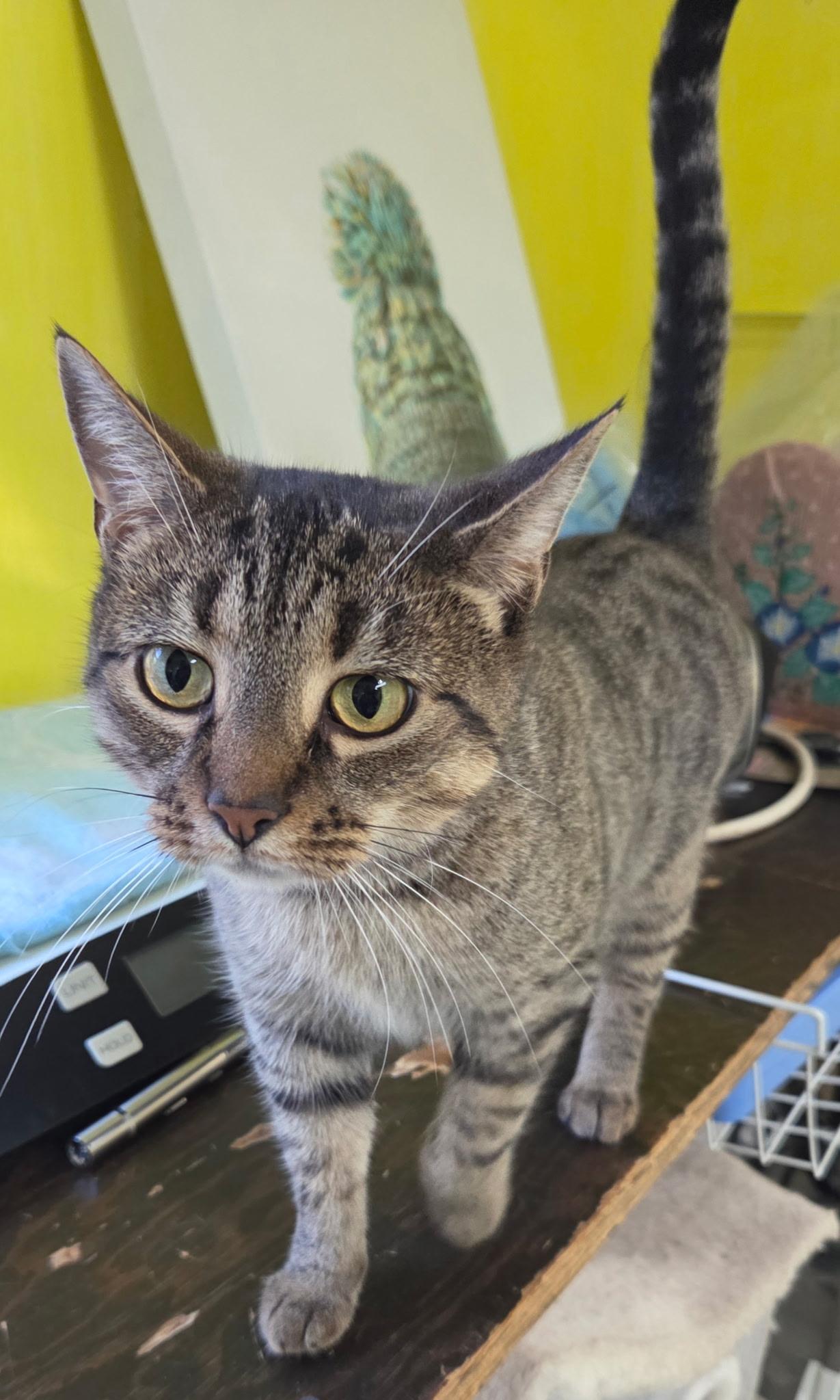 Foxy Shewman (loving, friendly and playful gal!)