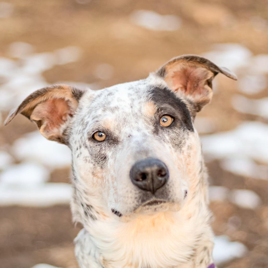 Rubie, Adoptable, Adult Female Cattle Dog & Mixed Breed.