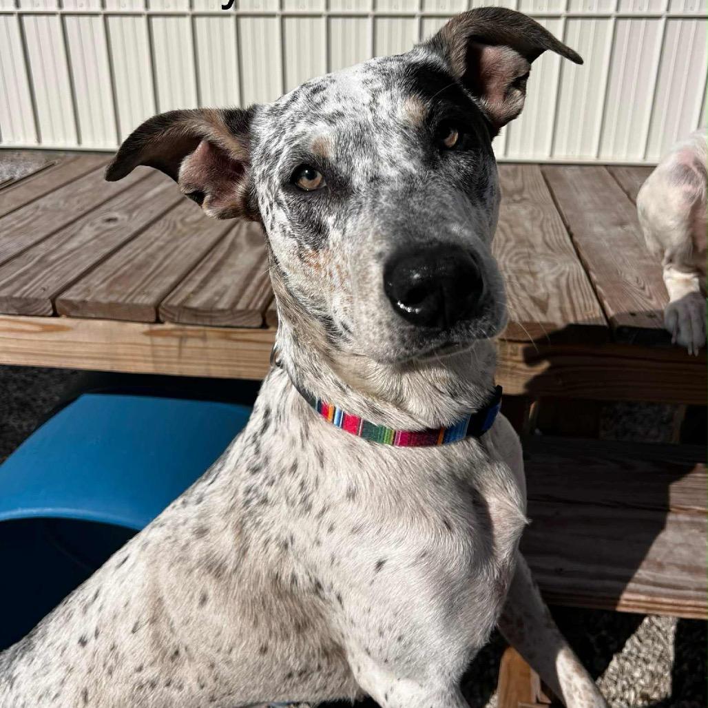 Rubie, a Adoptable mixed breed in Spring Hill, KS image 1/5