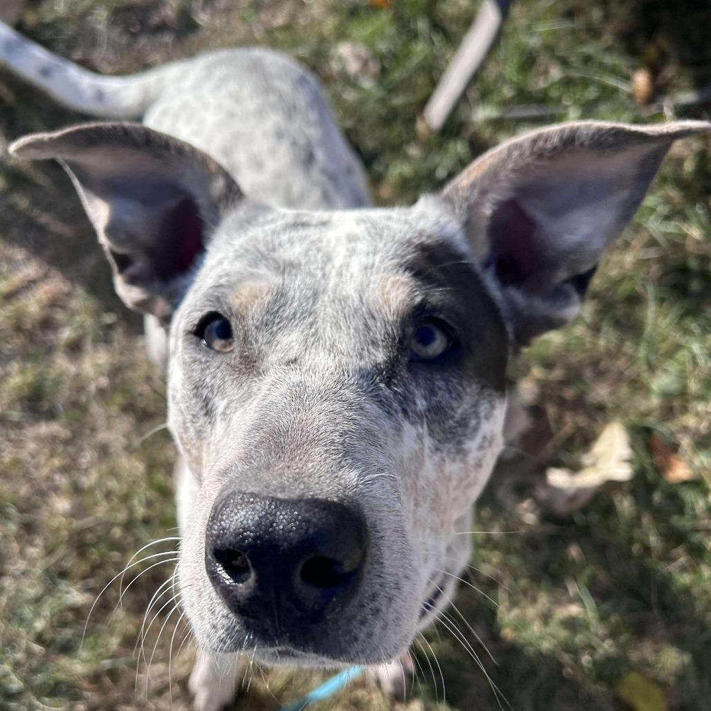 Rubie, a Adoptable mixed breed in Spring Hill, KS image 2/5