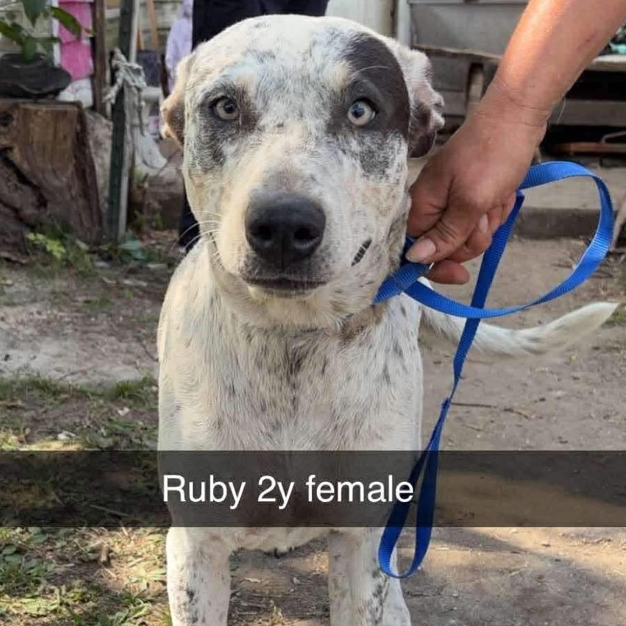 Rubie — thumbnail 3