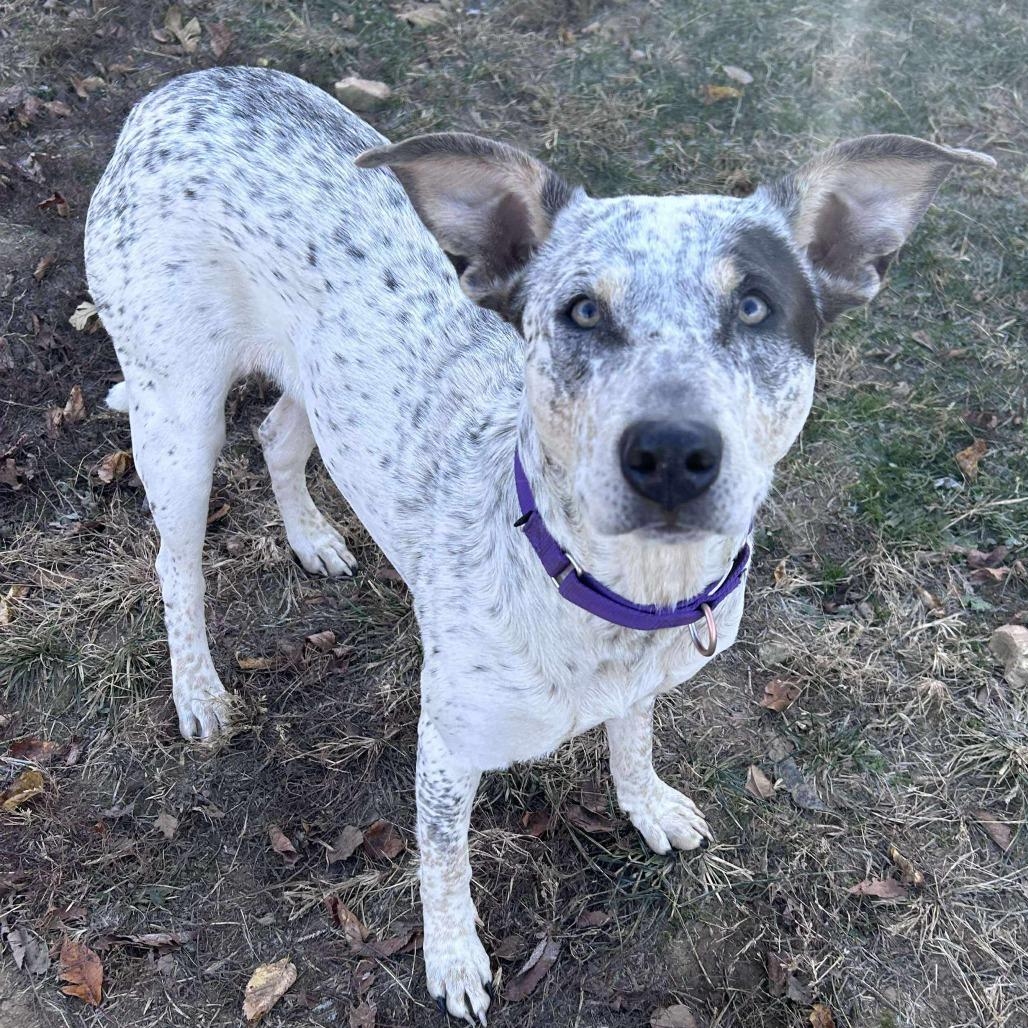 Rubie, a Adoptable mixed breed in Spring Hill, KS image 4/5