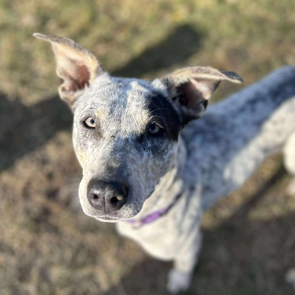 Rubie, a Adoptable mixed breed in Spring Hill, KS image 5/5