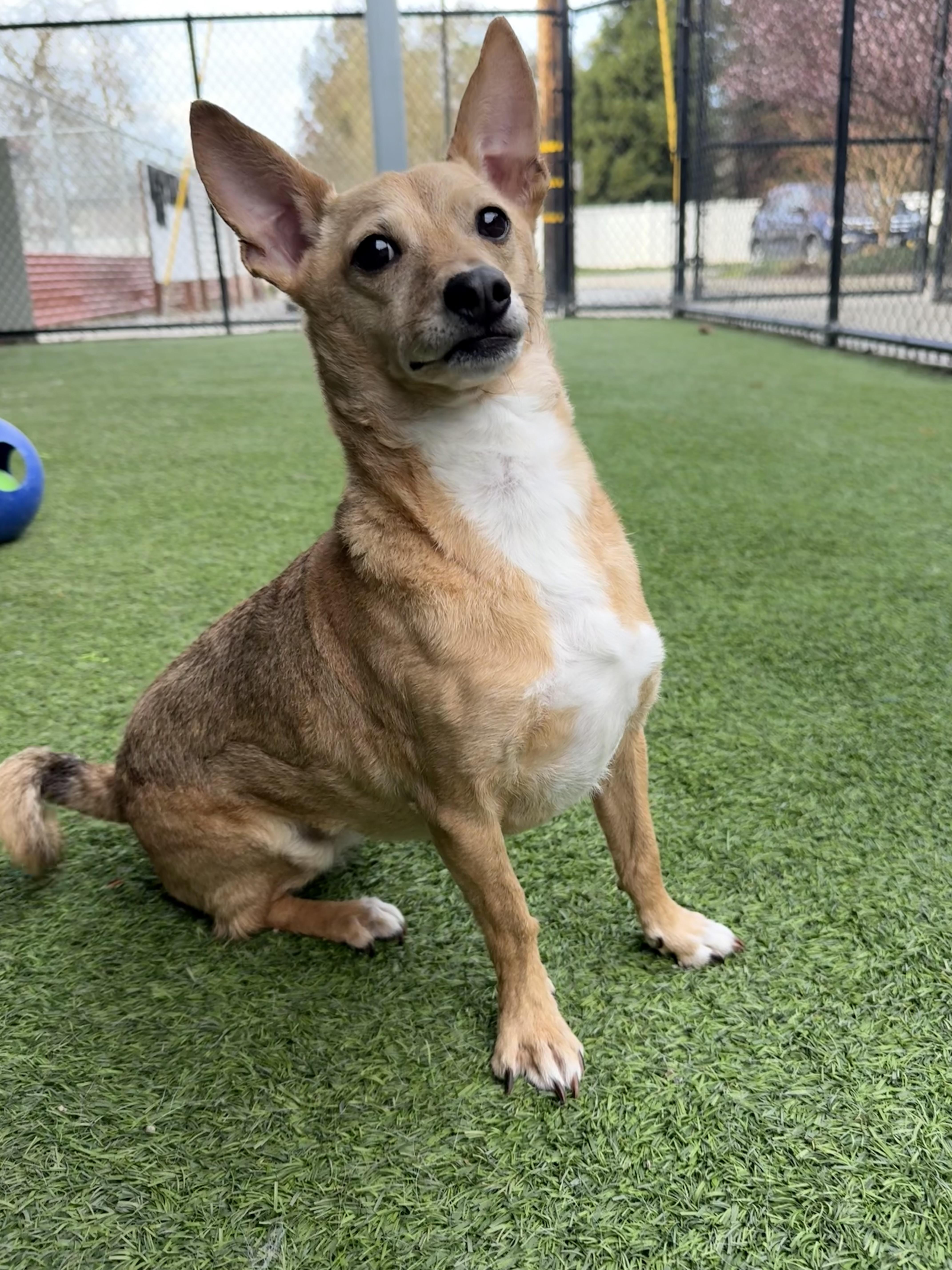 Enlarge Caprice, a ADOPTABLE Chihuahua in Lodi, CA image 5/6