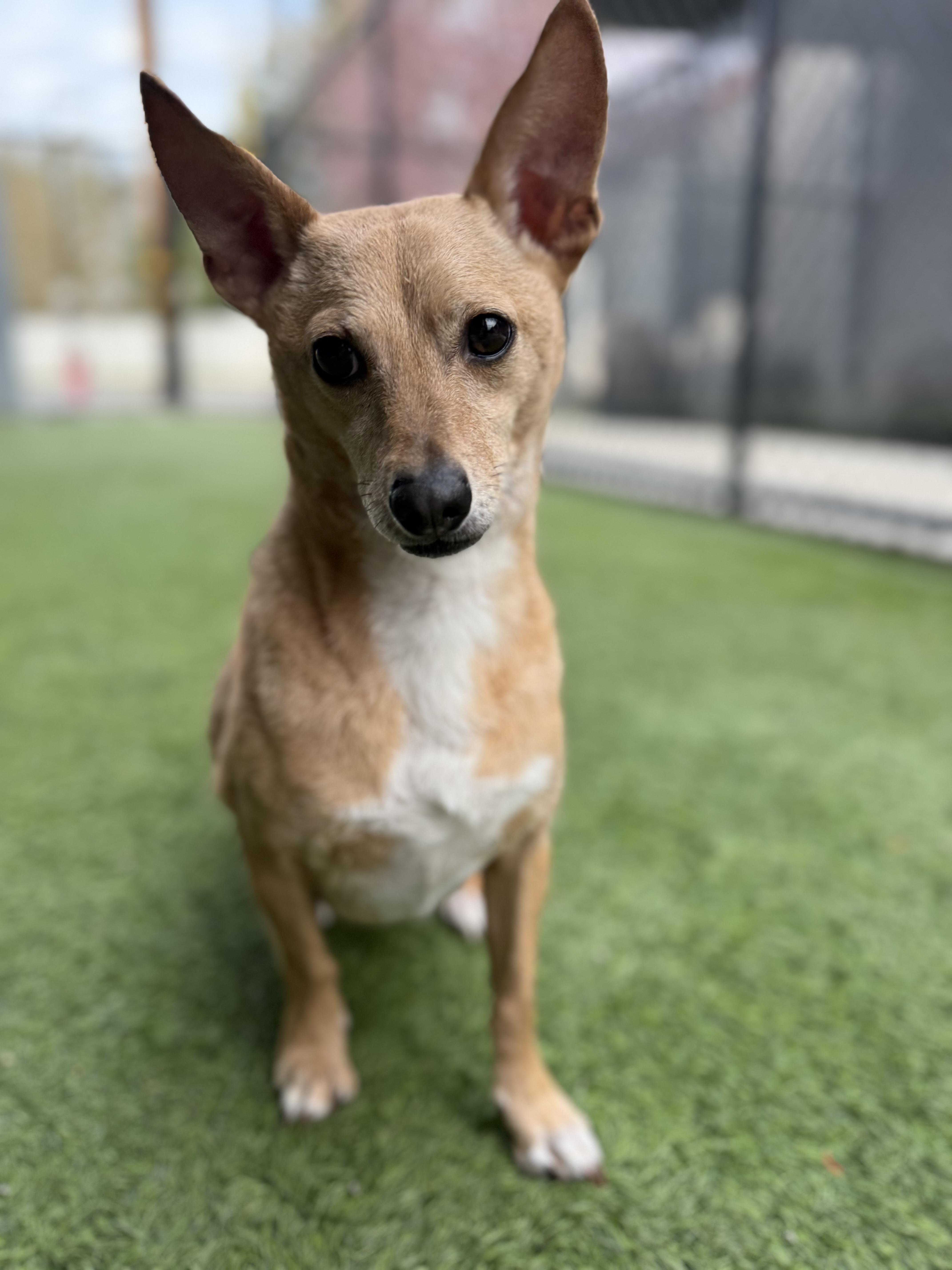 Enlarge Caprice, a ADOPTABLE Chihuahua in Lodi, CA image 4/6