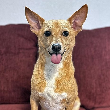Enlarge Caprice, a ADOPTABLE Chihuahua in Lodi, CA image 1/6