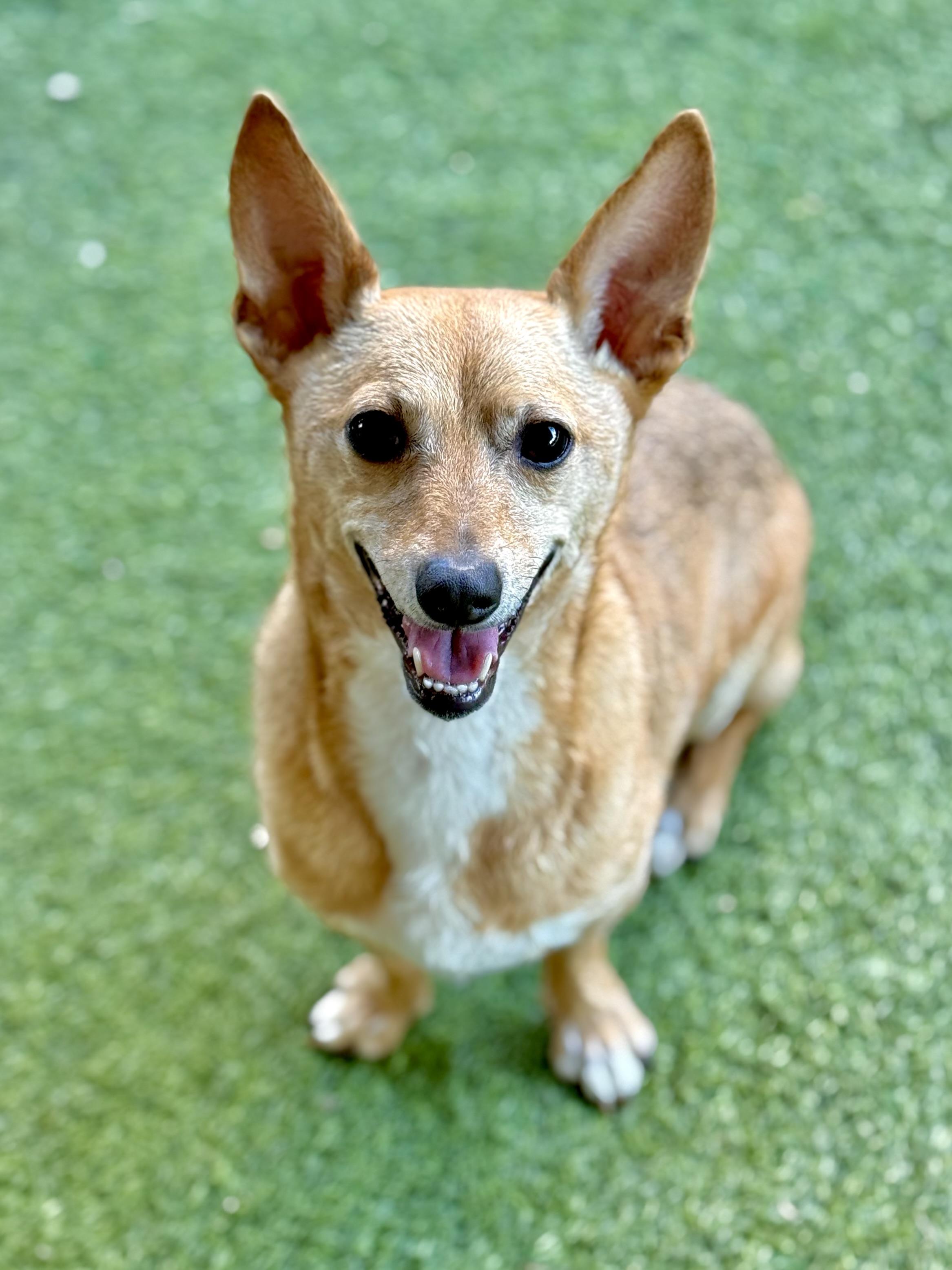 Enlarge Caprice, a ADOPTABLE Chihuahua in Lodi, CA image 2/6