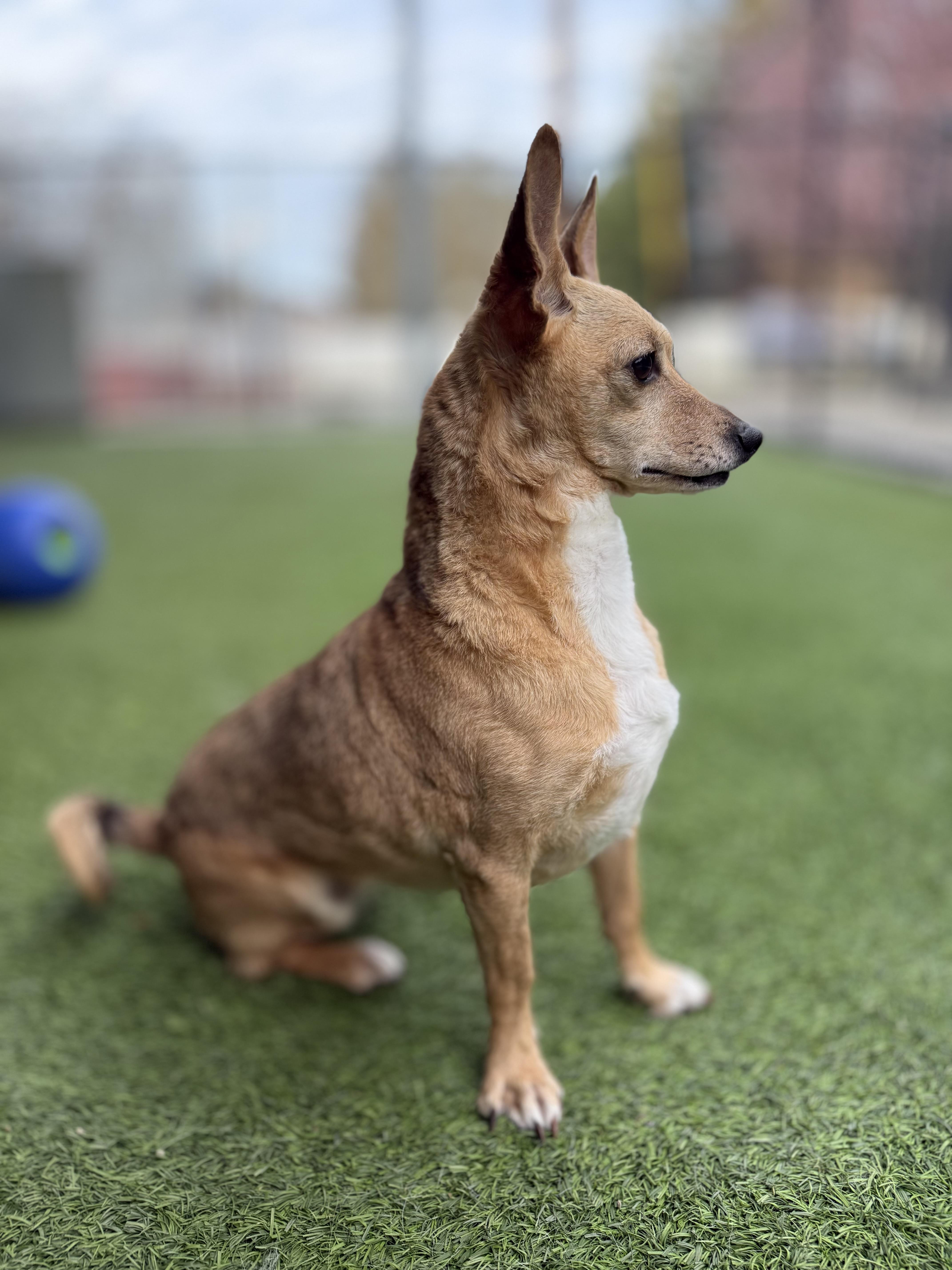 Enlarge Caprice, a ADOPTABLE Chihuahua in Lodi, CA image 6/6