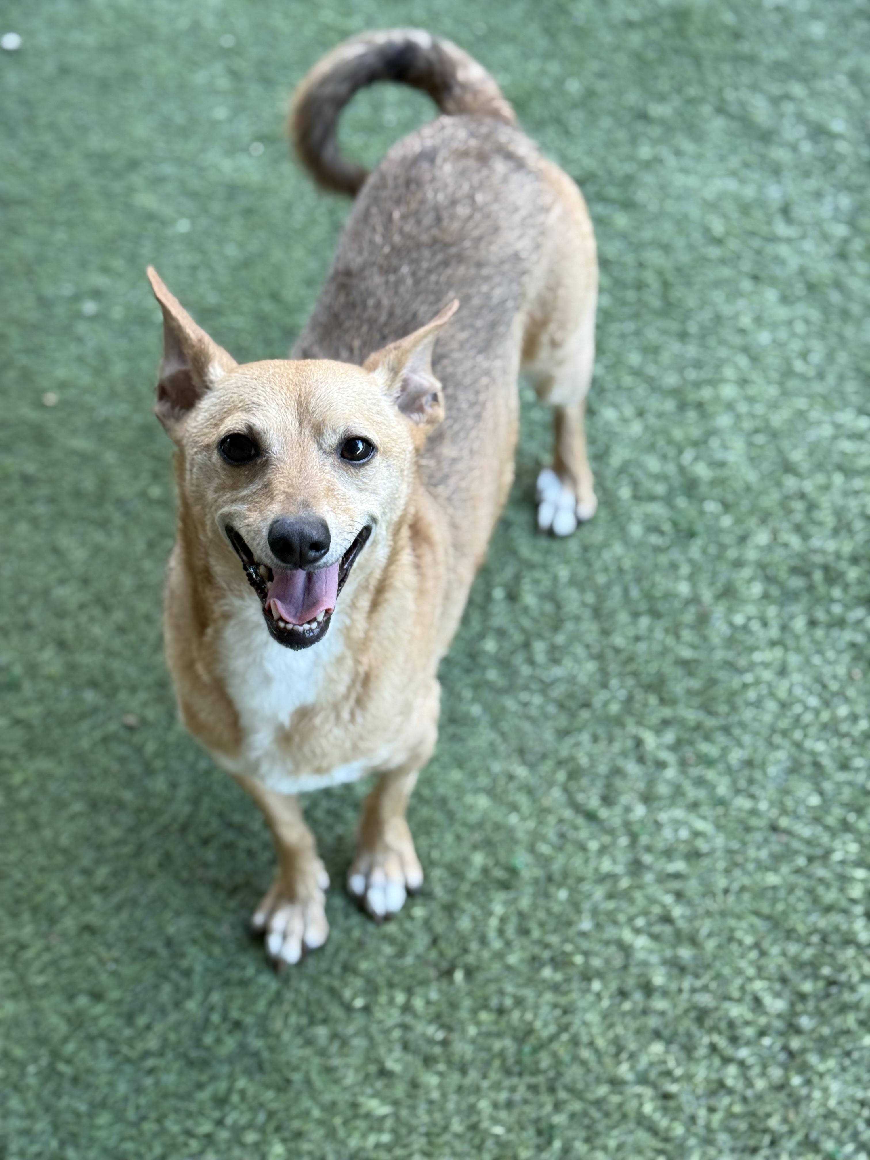 Enlarge Caprice, a ADOPTABLE Chihuahua in Lodi, CA image 3/6