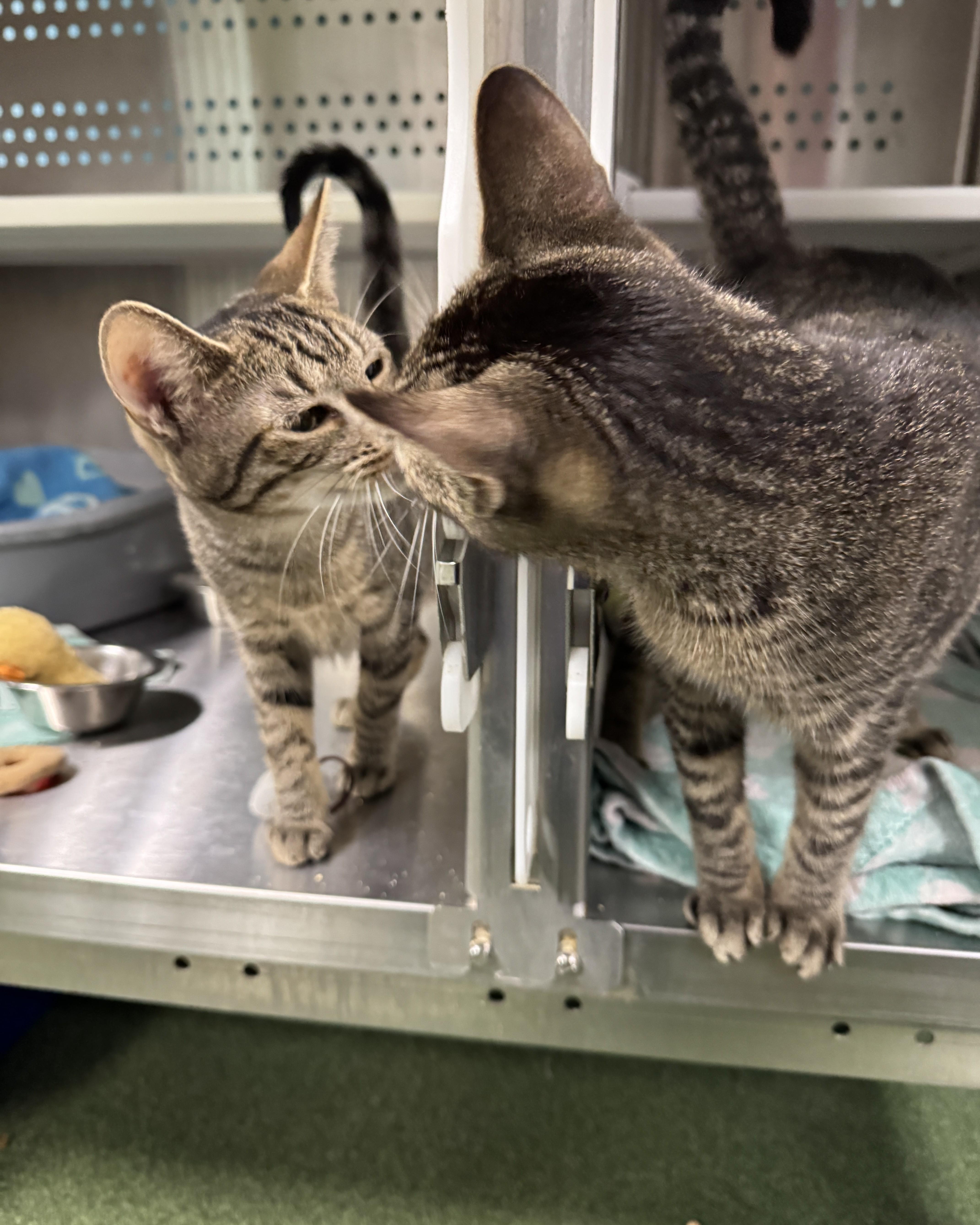 Phoenix & Pixie, adopted, Young Female Domestic Short Hair.