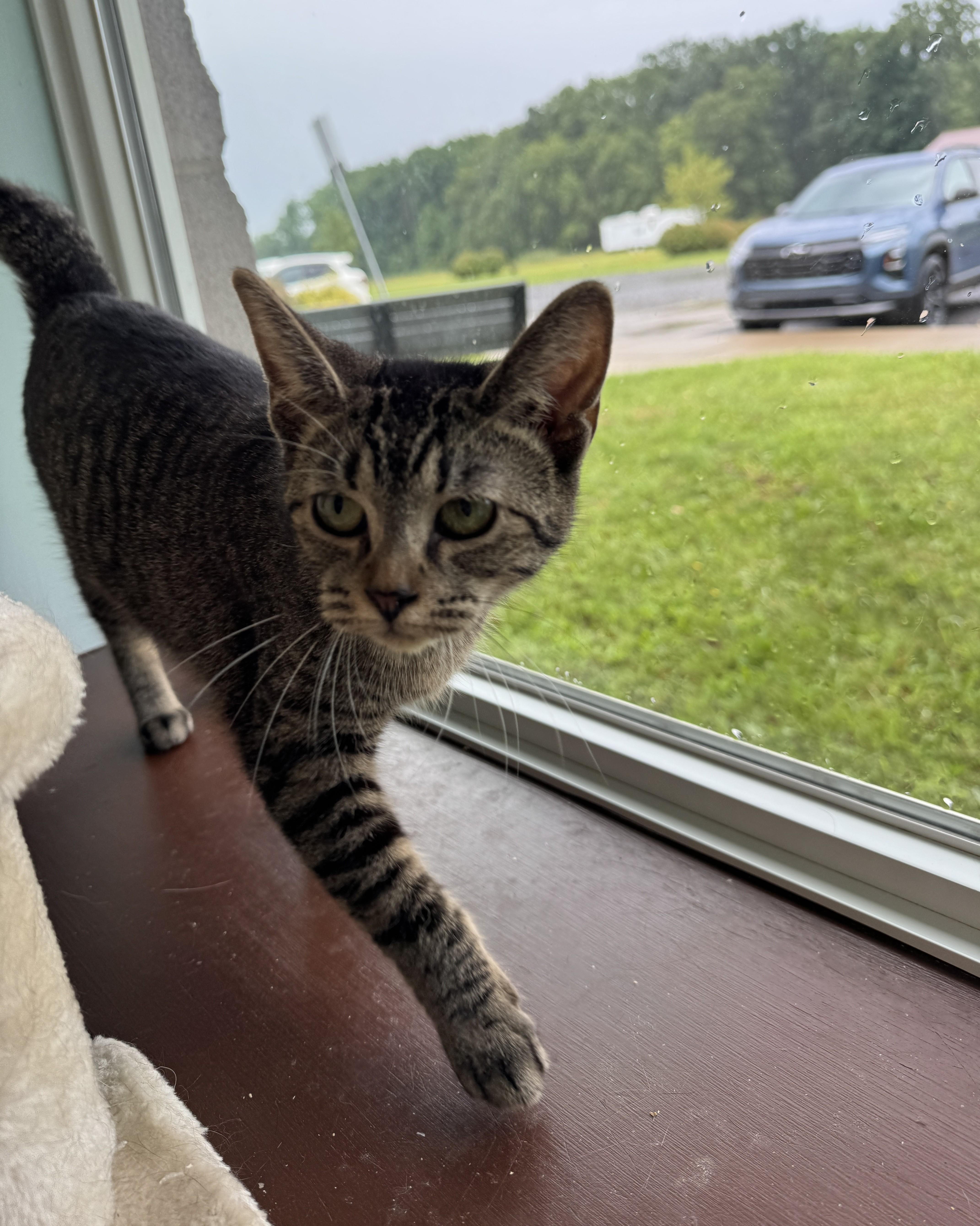 Phoenix & Pixie, an adopted Domestic Short Hair in Seneca, PA image 5/6