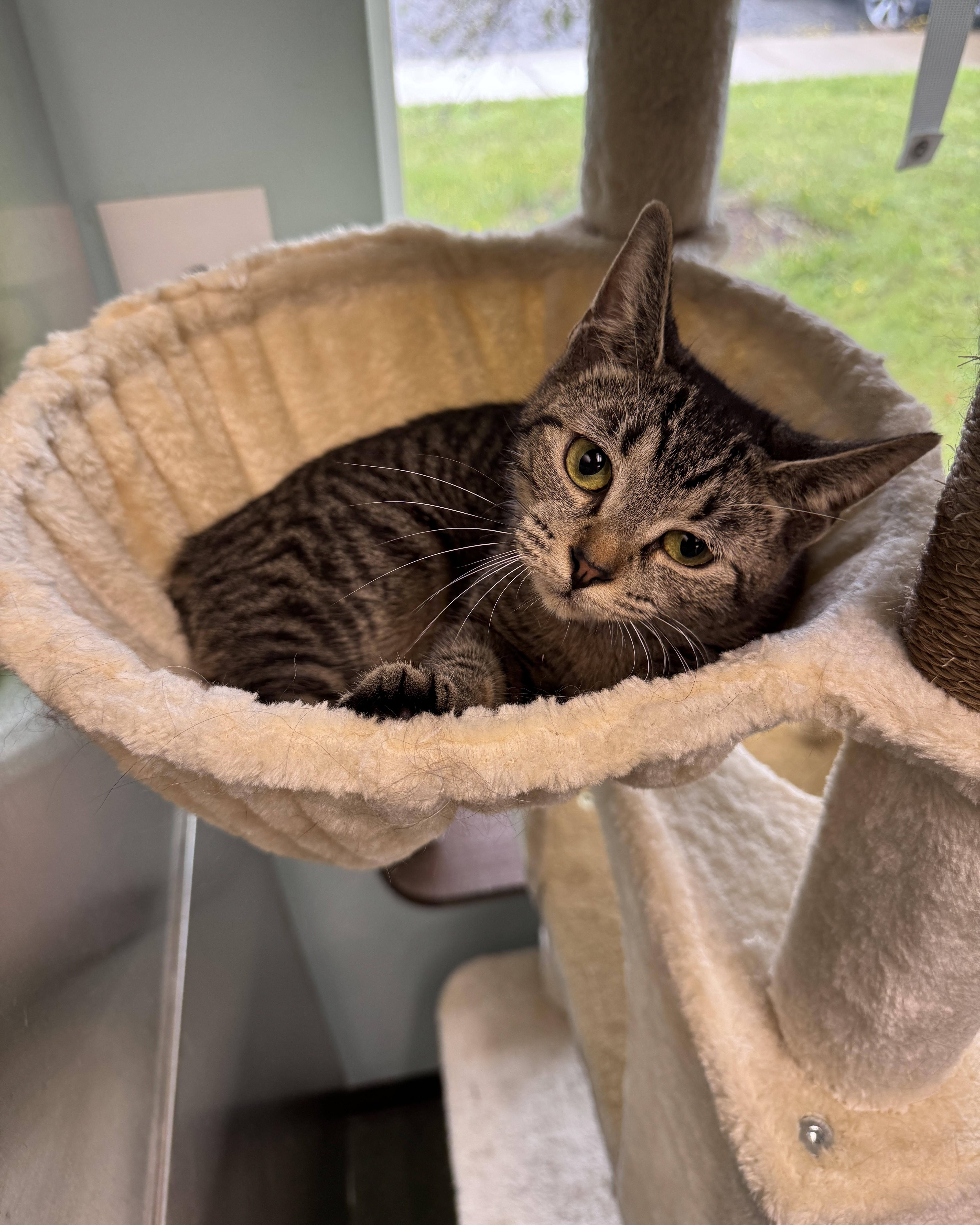 Phoenix & Pixie, an adopted Domestic Short Hair in Seneca, PA image 2/6