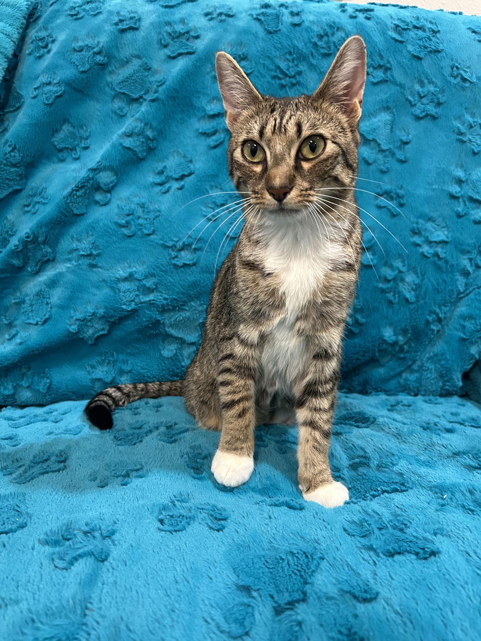 Alan, Adoptable, Young Male Domestic Short Hair & Tabby.