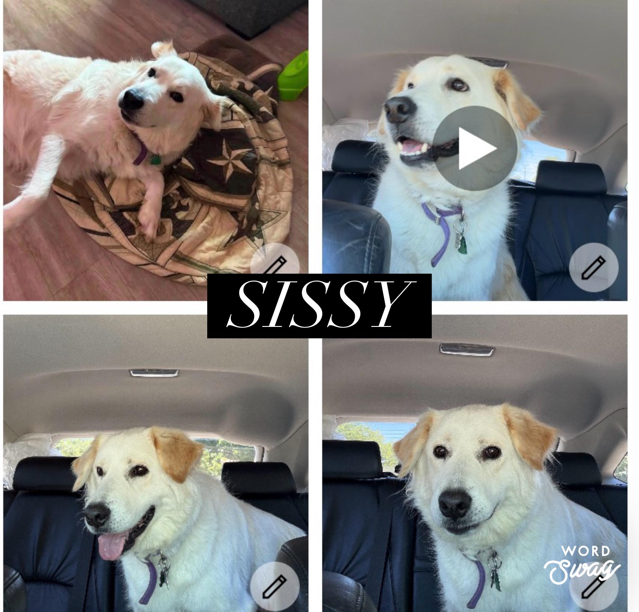 Enlarge Sissy, a ADOPTABLE mixed breed in canyon lake, TX image 2/2
