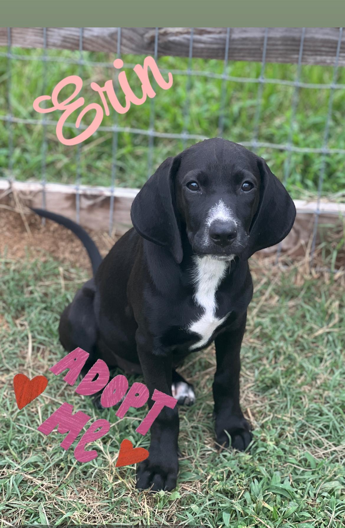 Erin, Adopted, Puppy Female Black Labrador Retriever.