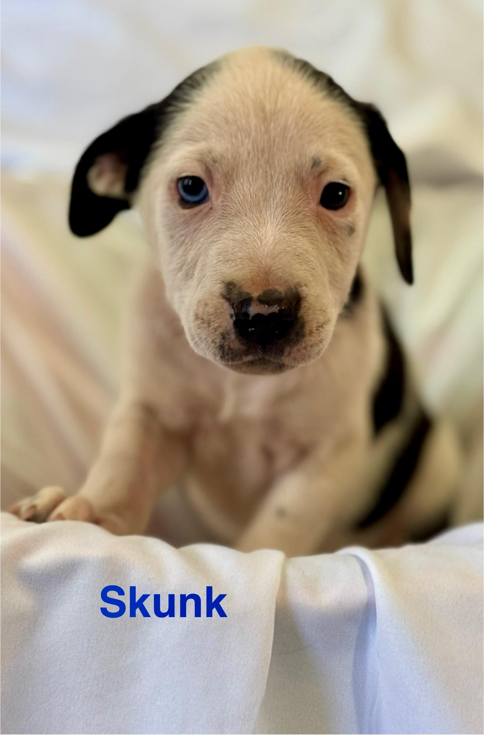 Adopt Skunk