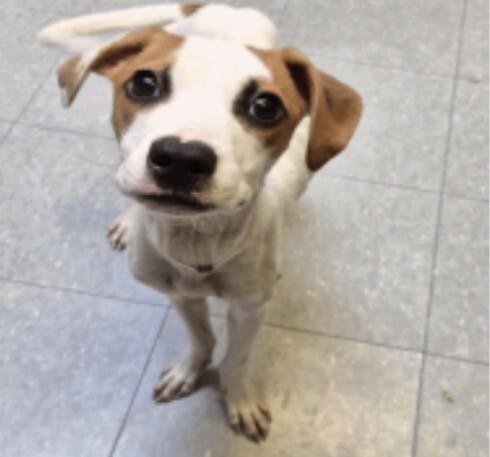 Enlarge Archie, a Adoptable Jack Russell Terrier in Elizabeth, CO image 1/6