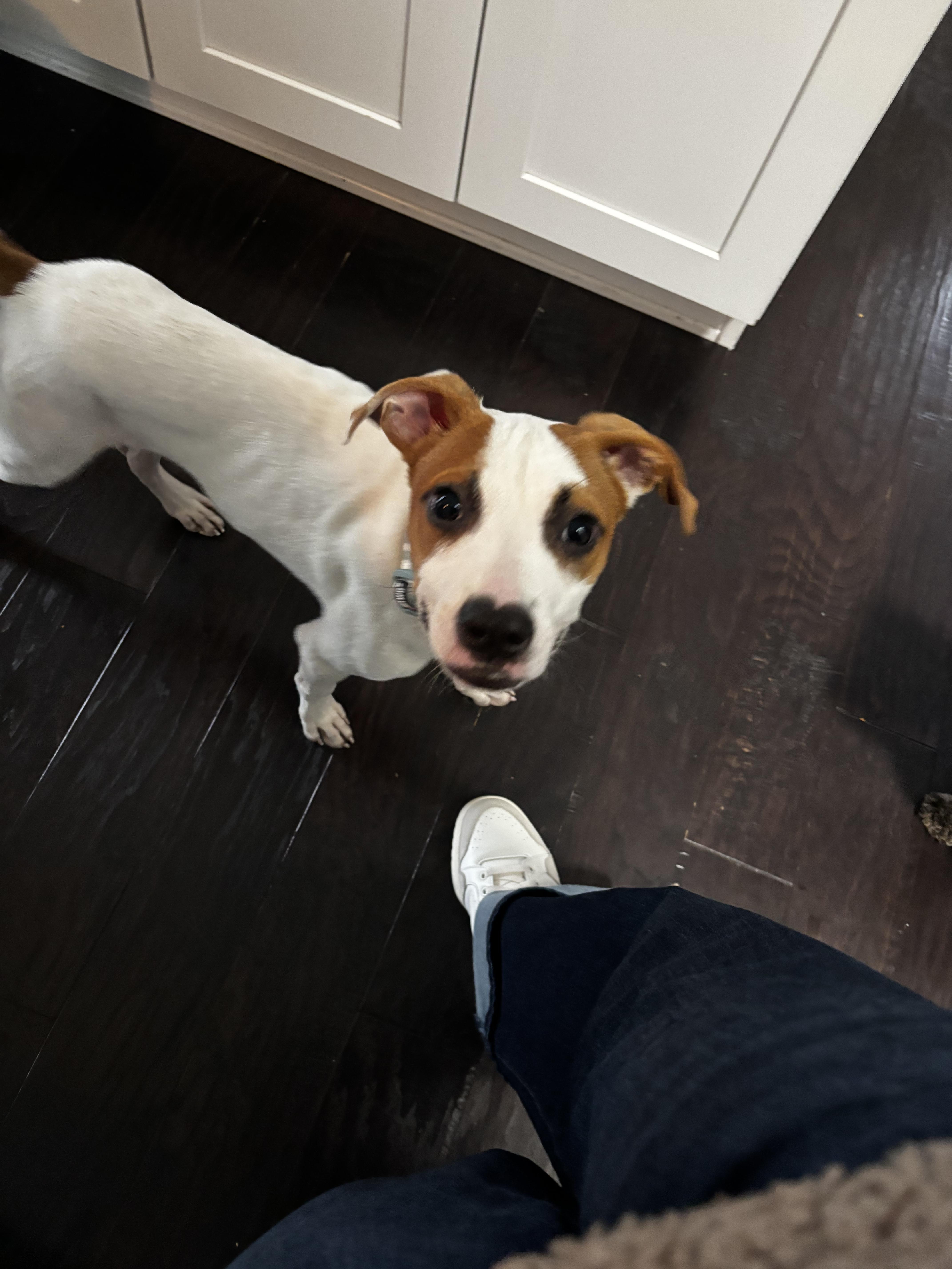 Enlarge Archie, a Adoptable Jack Russell Terrier in Elizabeth, CO image 3/6