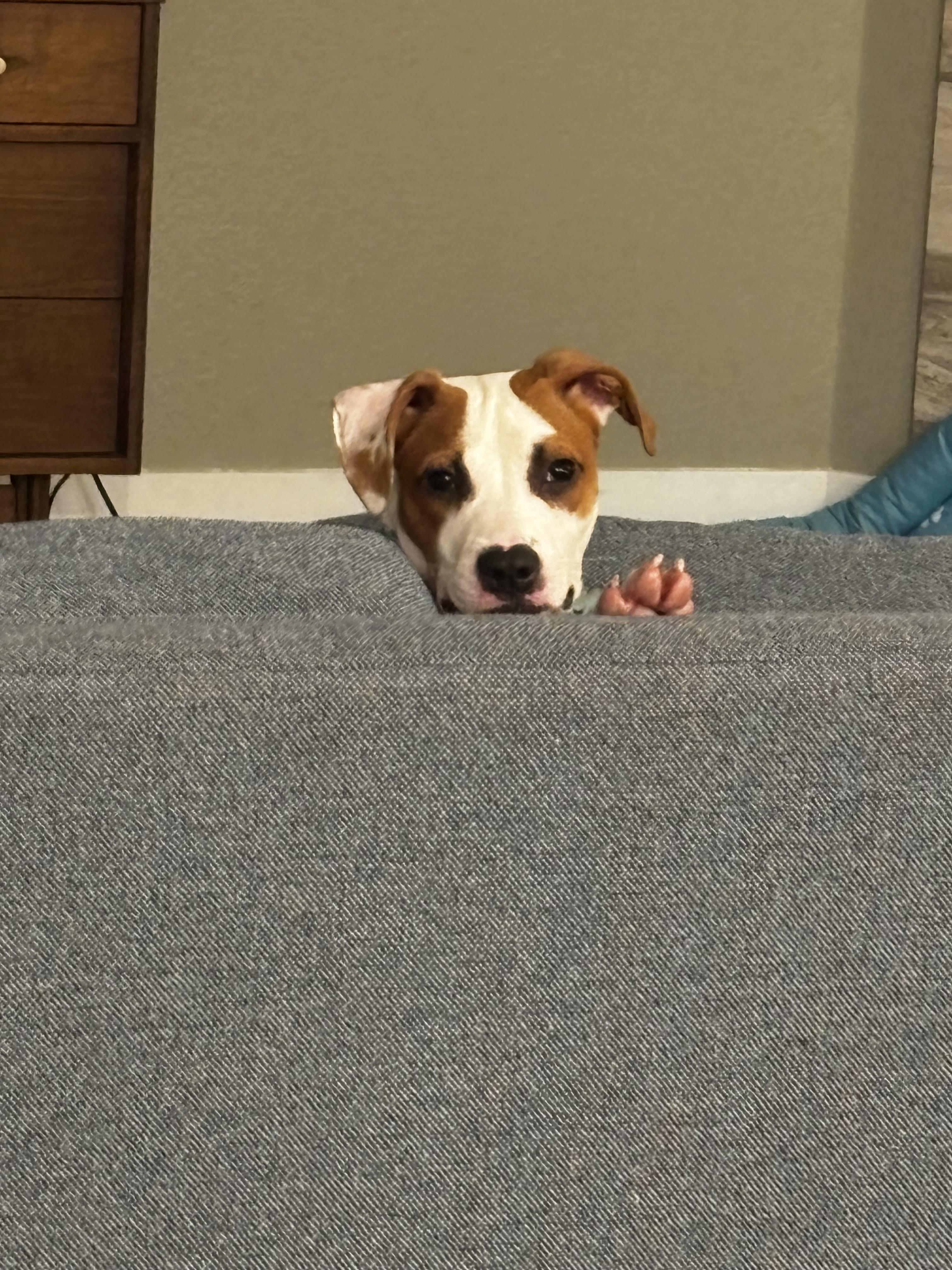 Enlarge Archie, a Adoptable Jack Russell Terrier in Elizabeth, CO image 4/6