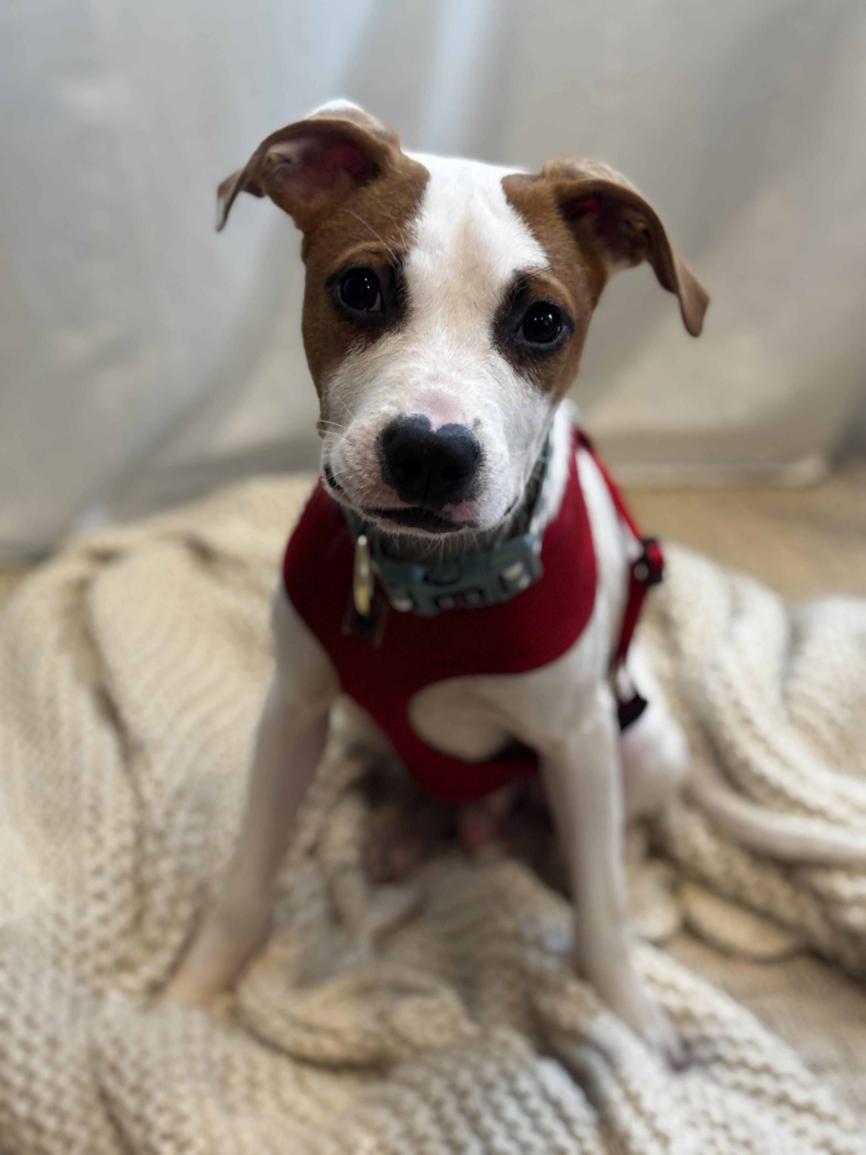 Enlarge Archie, a Adoptable Jack Russell Terrier in Elizabeth, CO image 5/6