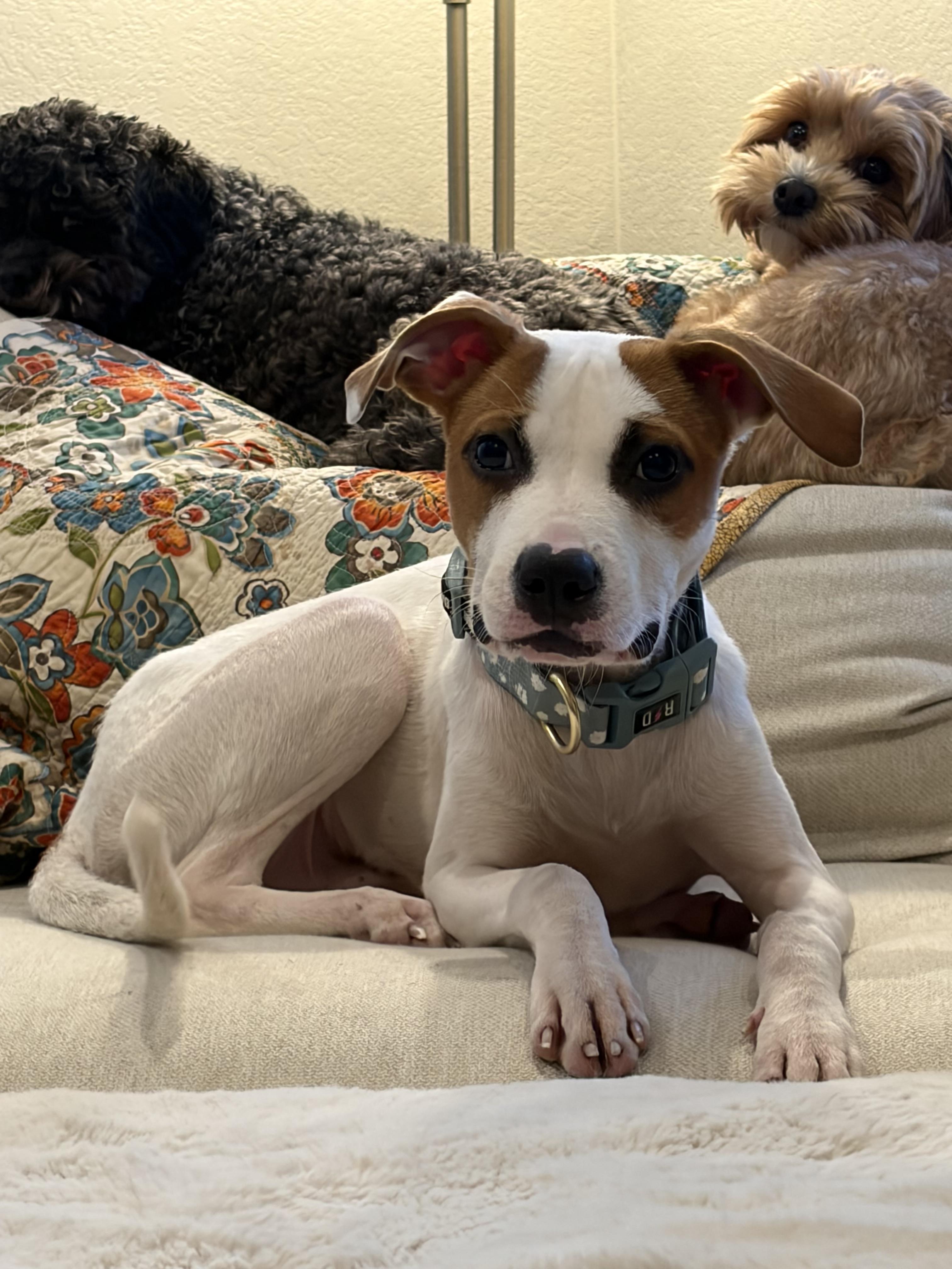 Enlarge Archie, a Adoptable Jack Russell Terrier in Elizabeth, CO image 6/6