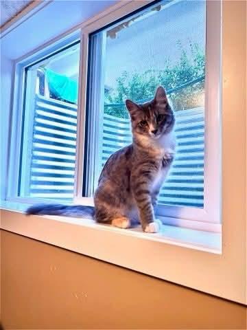 Share - Bonded to Shadow, Adoptable, Young Female Domestic Short Hair.