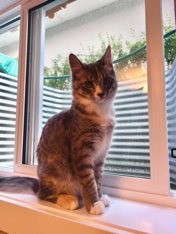 Enlarge Share - Bonded to Shadow, a Adoptable Domestic Short Hair in Edmonton, AB image 2/5